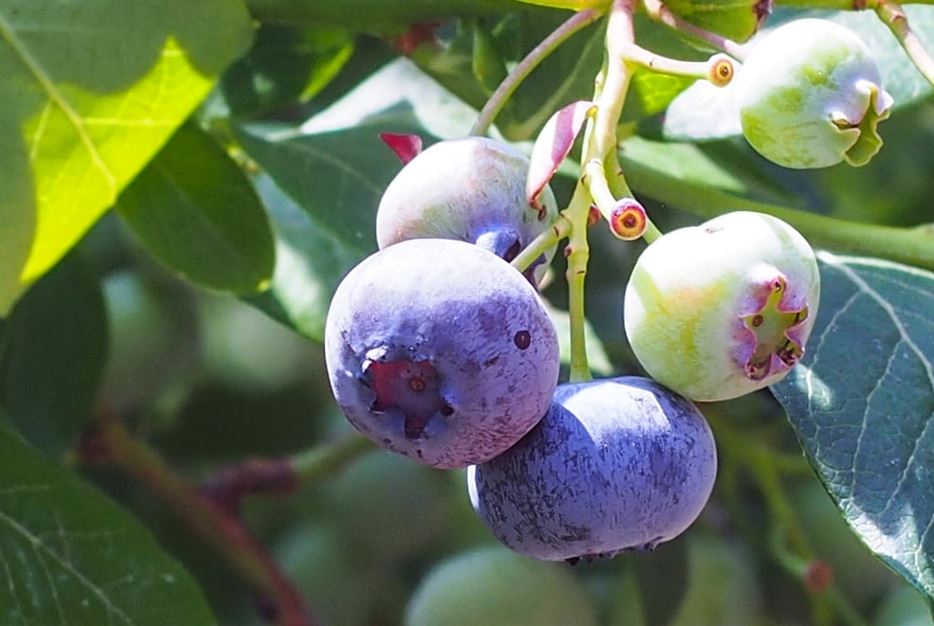 Heidelbeeren-.jpg