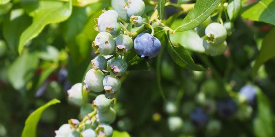 heidelbeeren-2-1170x780.jpg