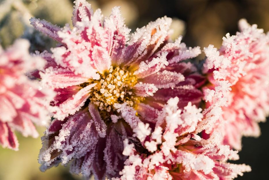 Kübelpflanzen-überwintern-Blumen-mit-Frost-1170x780.jpg