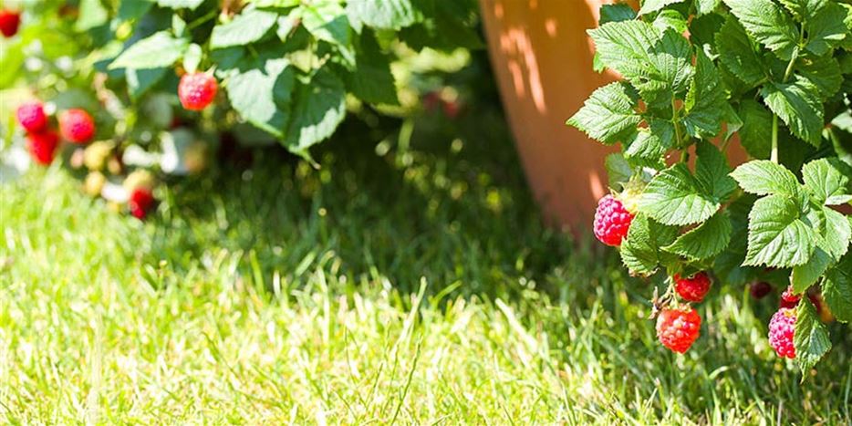 himbeeren-im-topf-anbauen-pflanzen_s.jpg