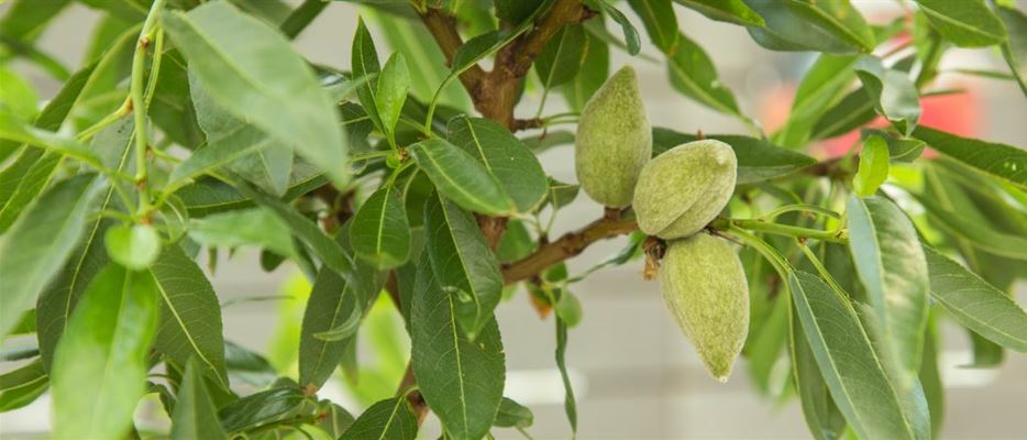 Grüne-Mandelfrüchte-am-Baum-1024x683.jpg