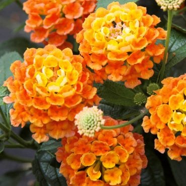 volmary-blumen-esperanta-orange_452810-370x370.jpg