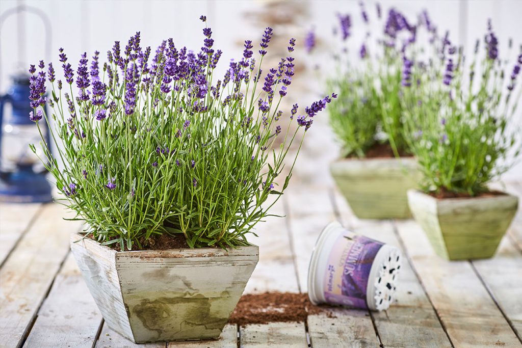 Galerie-Lavendel-1024x683.jpg