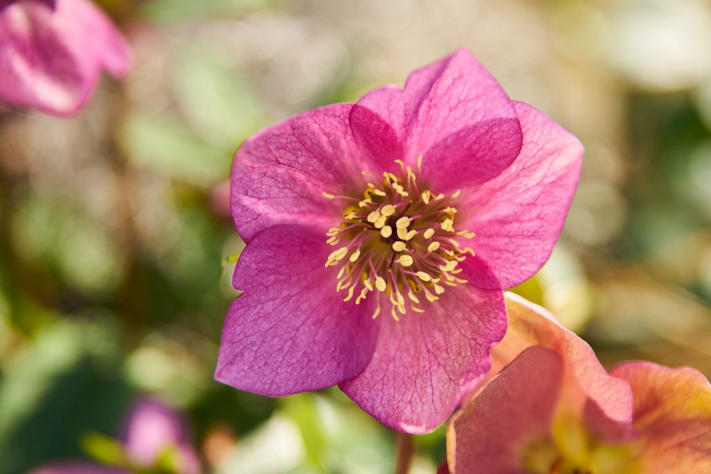 Snow-Rose-Pink-Sensation-1024x683.jpg