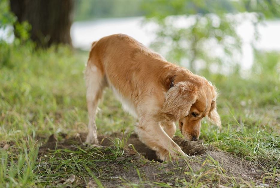 Cocker-spaniel-am-Buddeln-1024x683_shutterstock fotolia.jpg