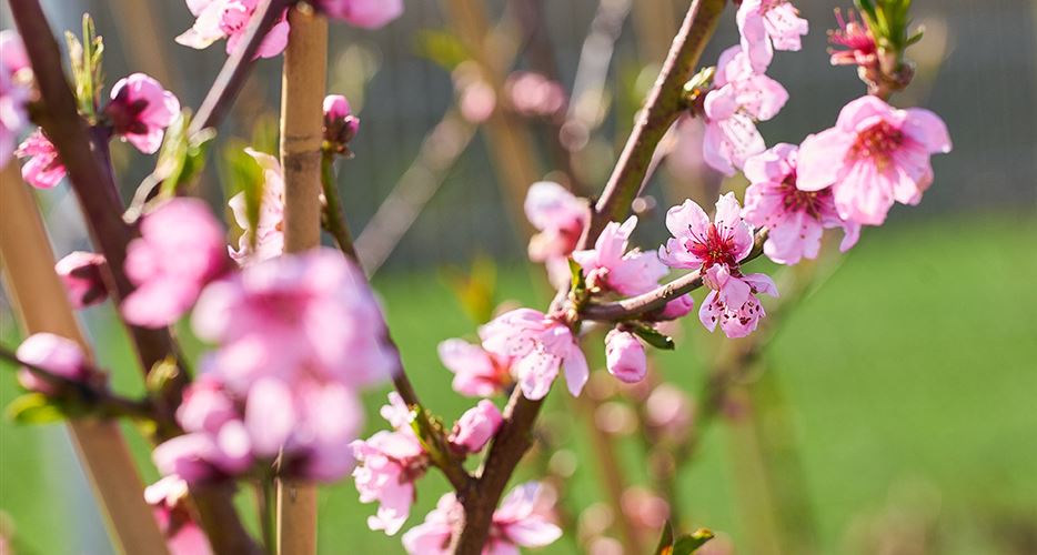 Pfirsich pflanzen blüten.jpg