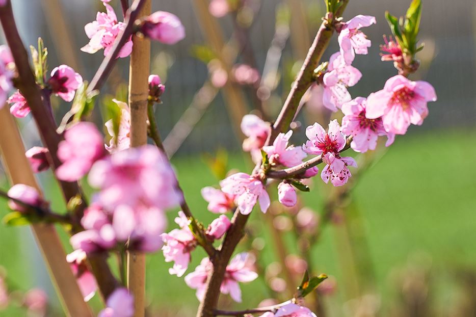 Pfirsich pflanzen blüten.jpg