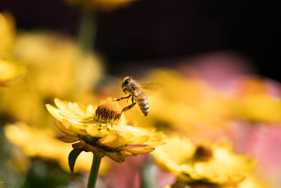 Bienen-Paradies-1170x780.jpg