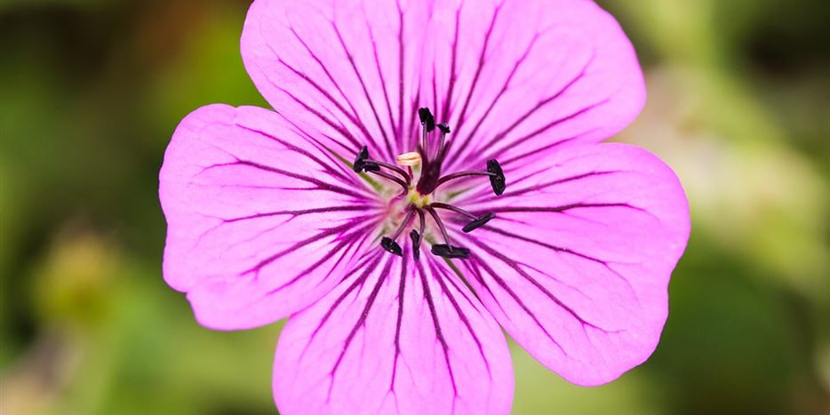 PH-geranium-pink-penny.jpg