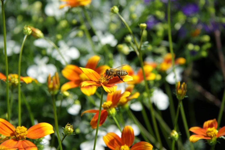 Bienenweide-Bidens-Zweizahn-Biene-1170x780.jpg