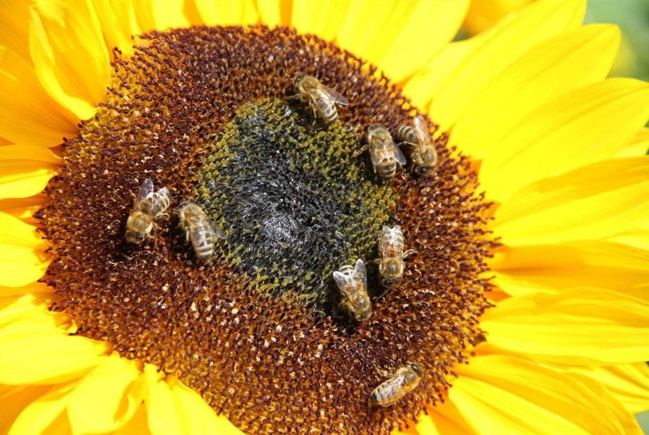 Sonnenblume-Bienenweide-1170x780.jpg