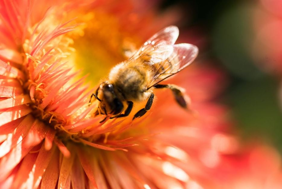 Bienenweide-Strohblume-Biene-1-1170x780.jpg