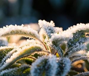 Salbei-Frost-1024x683.jpg