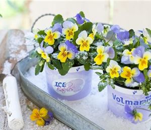 Winterveilchen-Ice-Babies-Blue-with-Yellow-1024x683.jpg