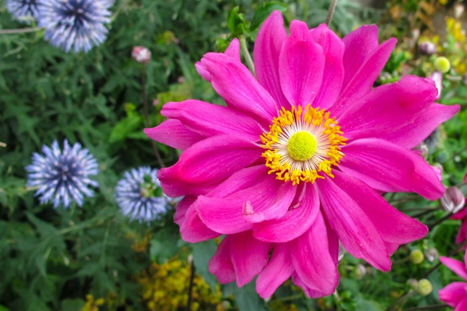 Prinz-Heinrich-Herbst-Anemone-mit-pinken-Blüten-1024x683.jpg