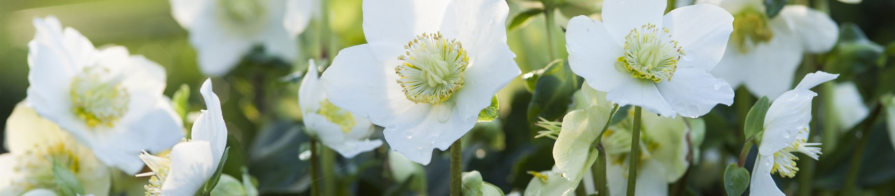 Christrose Blüten Gartenstaude.jpg