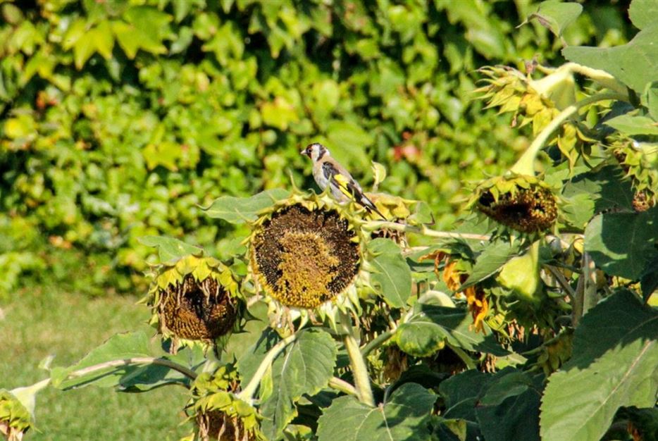 Vogel-auf-Sonnenblume-1170x780.jpg