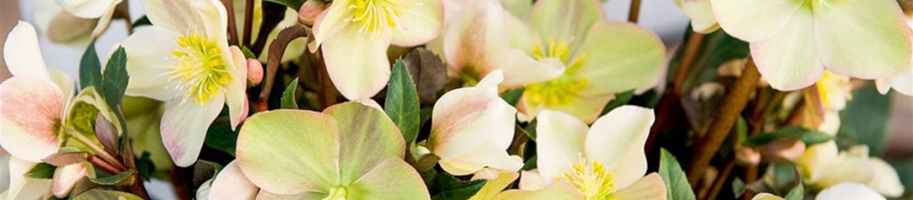 schneerose-helleborus-1024x687 (1).jpg