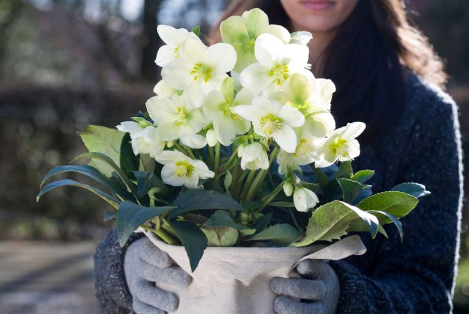 ©Helleborus-WinterSun-1024x687.jpg