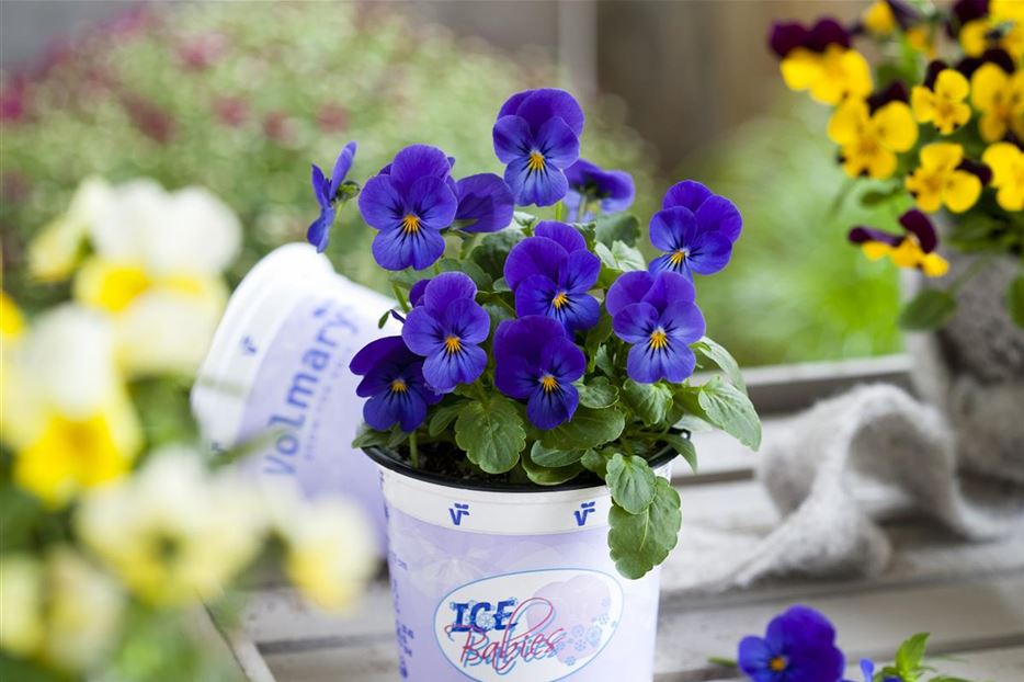 Ice Babies Blue und andere.jpg