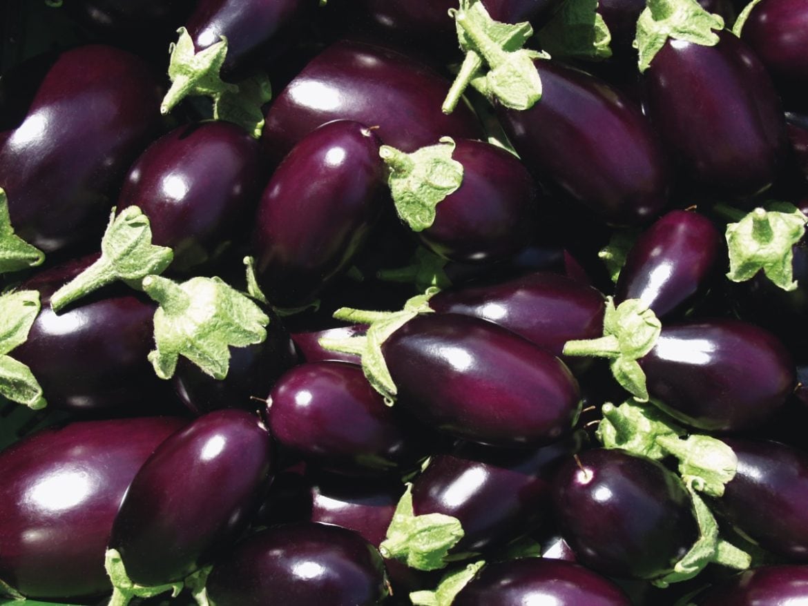 Mini-Aubergine.jpg