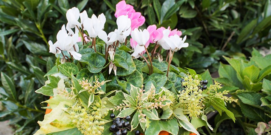 Alpenveilchen-im-Kürbis-Gartengestaltung-für-den-Herbst.jpg