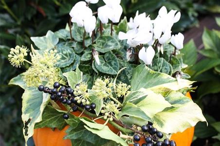 Alpenveilchen-ganz-in-Weiß-dekorative-Herbstgestaltung.jpg