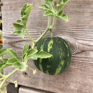 wassermelone-im-Hochbeet-300x300.jpg