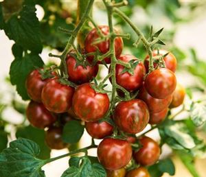 gestreifte-Tomaten-1024x683.jpg