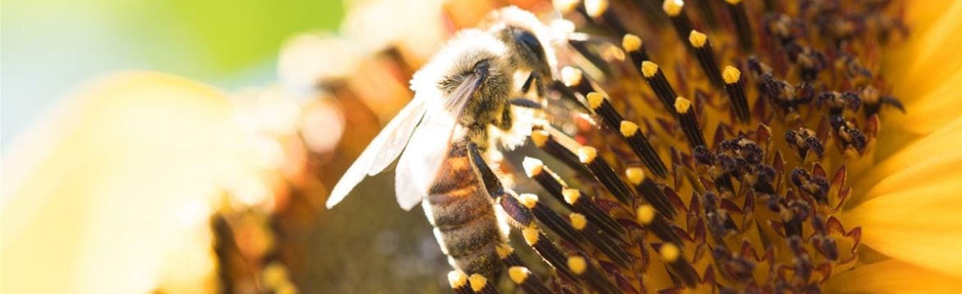 PH-bienenfreundliches-G_rtnern-1170x785.jpg