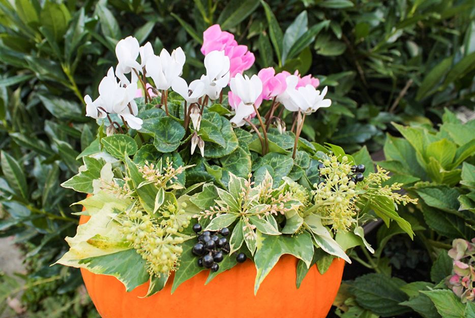 Alpenveilchen im Kürbis - Gartengestaltung für den Herbst - Foto von Julia (Freudenhaus).jpg