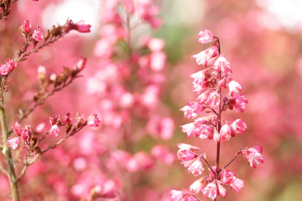 Purpurglöckchen-in-Rosa-1024x683.jpg