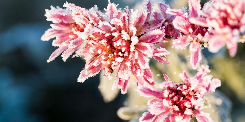 Gartenarbeit-Januar-1170x780.jpg