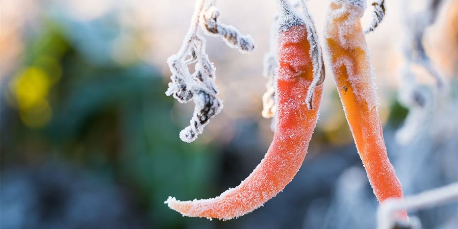 Gartenarbeit-Januar-04.jpg