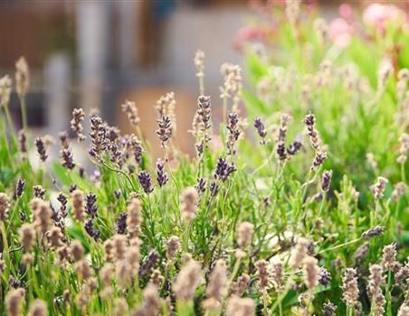 Lavendel-1024x683.jpg