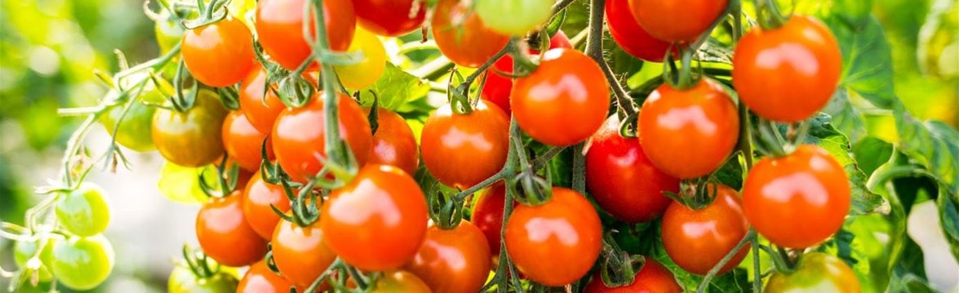 Tomaten-f_rben-sich-beitragsbildformat-1170x780.jpg