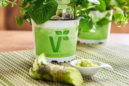 Wasabi-Paste-selbst-machen-1024x660.jpg