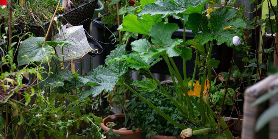 2019-08-29_01_Hamburg_Balkongarten_Zucchini-1024x681.jpg