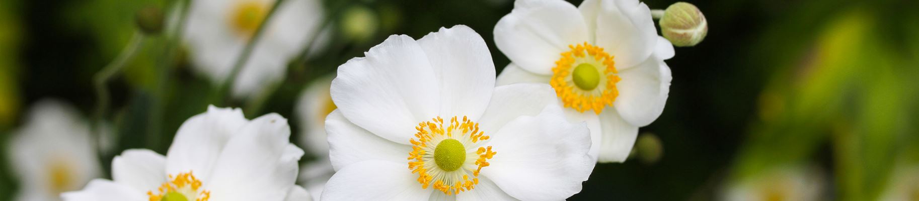 Honorine Jobert Anemone - weiße Blüten.jpg