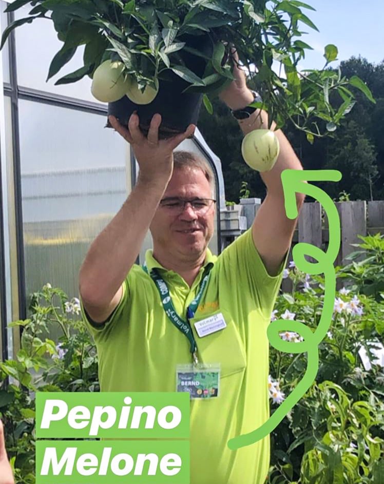 pepino-bernd.jpg