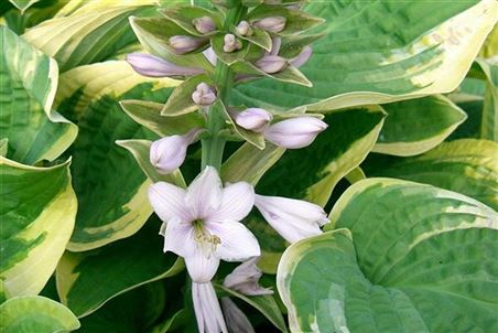 Funkie Hosta Wide Brim.jpg