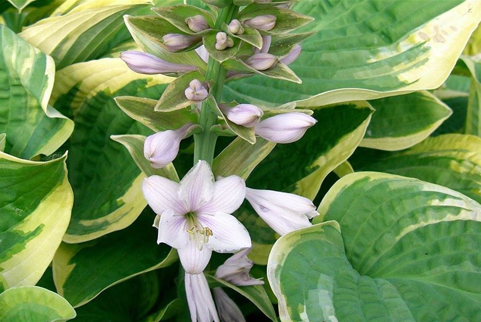 Funkie Hosta Wide Brim.jpg