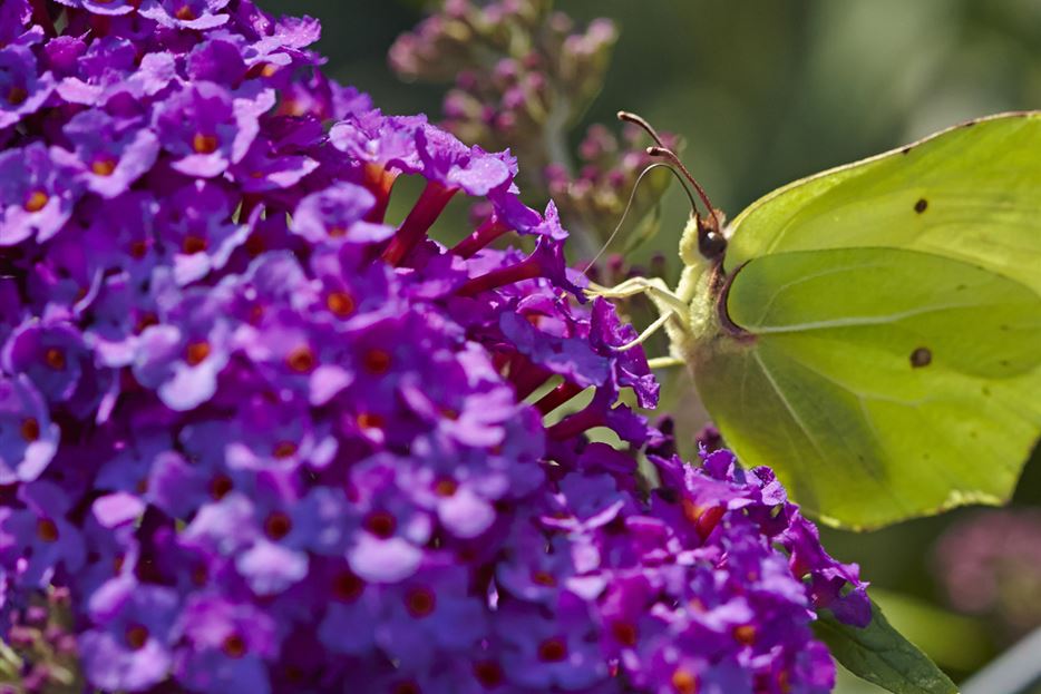 schmetterlingsstrauch schmetterling.jpg