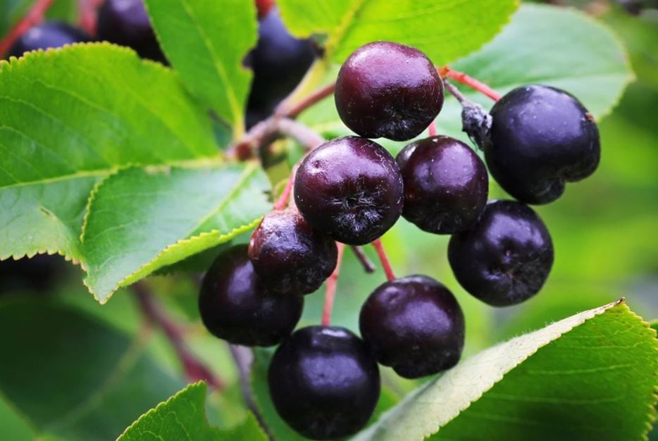 Aronia-Apfelbeere-1024x683.jpg