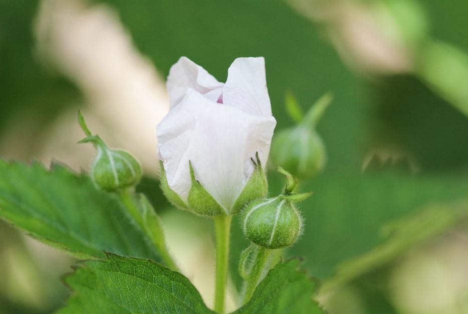 Brombeerblüte-und-Knospen-1024x683.jpg