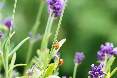 Marienkäfer-Lavendel4-1024x683.jpg