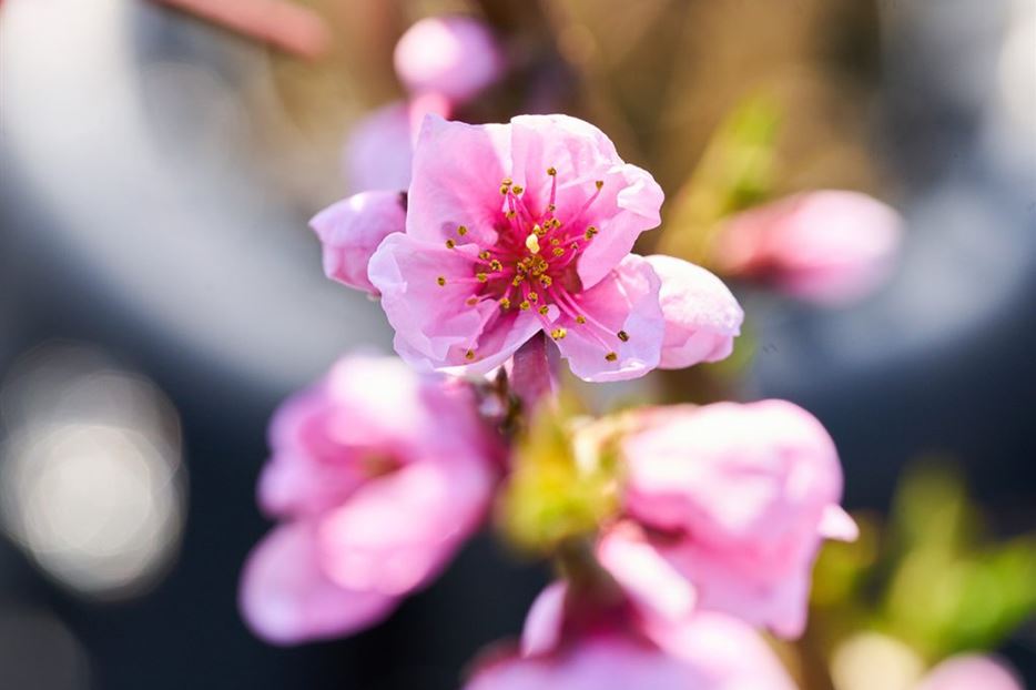 pfirsich-blüte-barbara-tag-1024x687.jpg