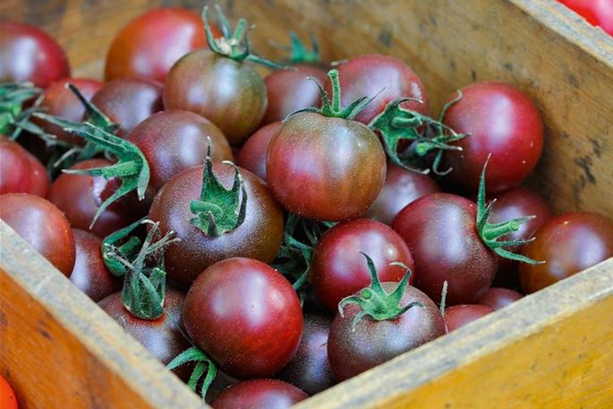 volmary-pflanzen-gemuese-tomaten-Schoko-braune-Nektar-Cherrytomate-solena-sweet-choco-02.jpg