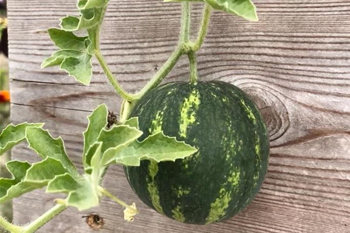 wassermelone-im-Hochbeet.jpg