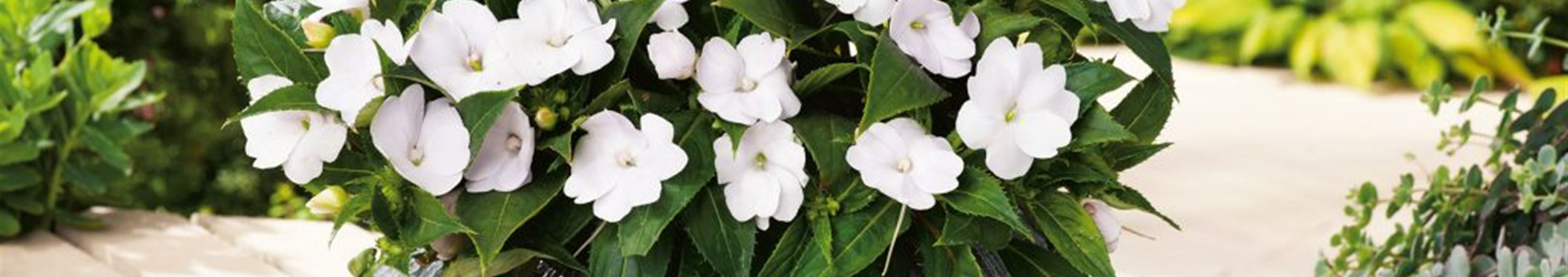 Sunpatiens-mit-weißen-Blüten-1024x683.jpg